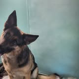 Dog grooming result from K9 Designs Mobile Grooming