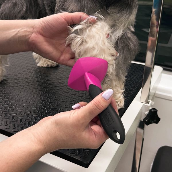 Groomed dog from Kate's Gentle Groomhouse