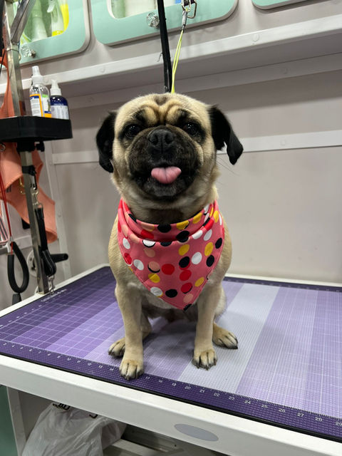 Groomed dog from Kenina Mobile Pet Grooming gallery
