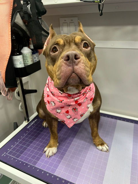 Another dog after grooming by Kenina Mobile Pet Grooming