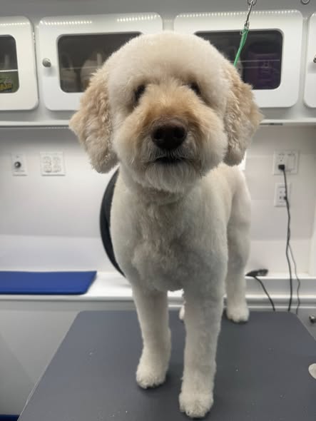 Another groomed dog photo from Ken's BarkBus & Spa