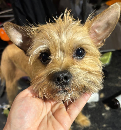 Groomed dog after appointment