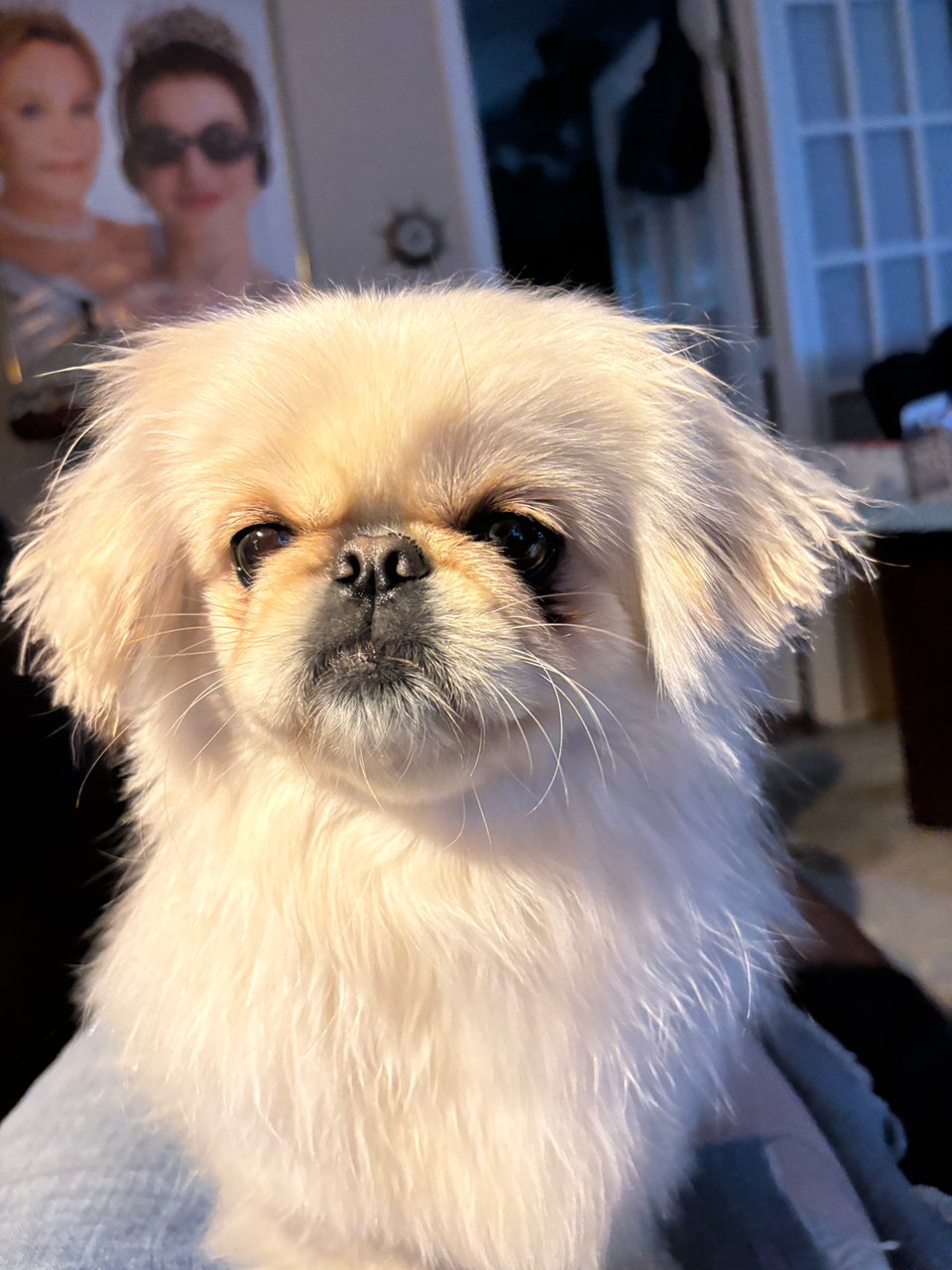 Pet grooming gallery image