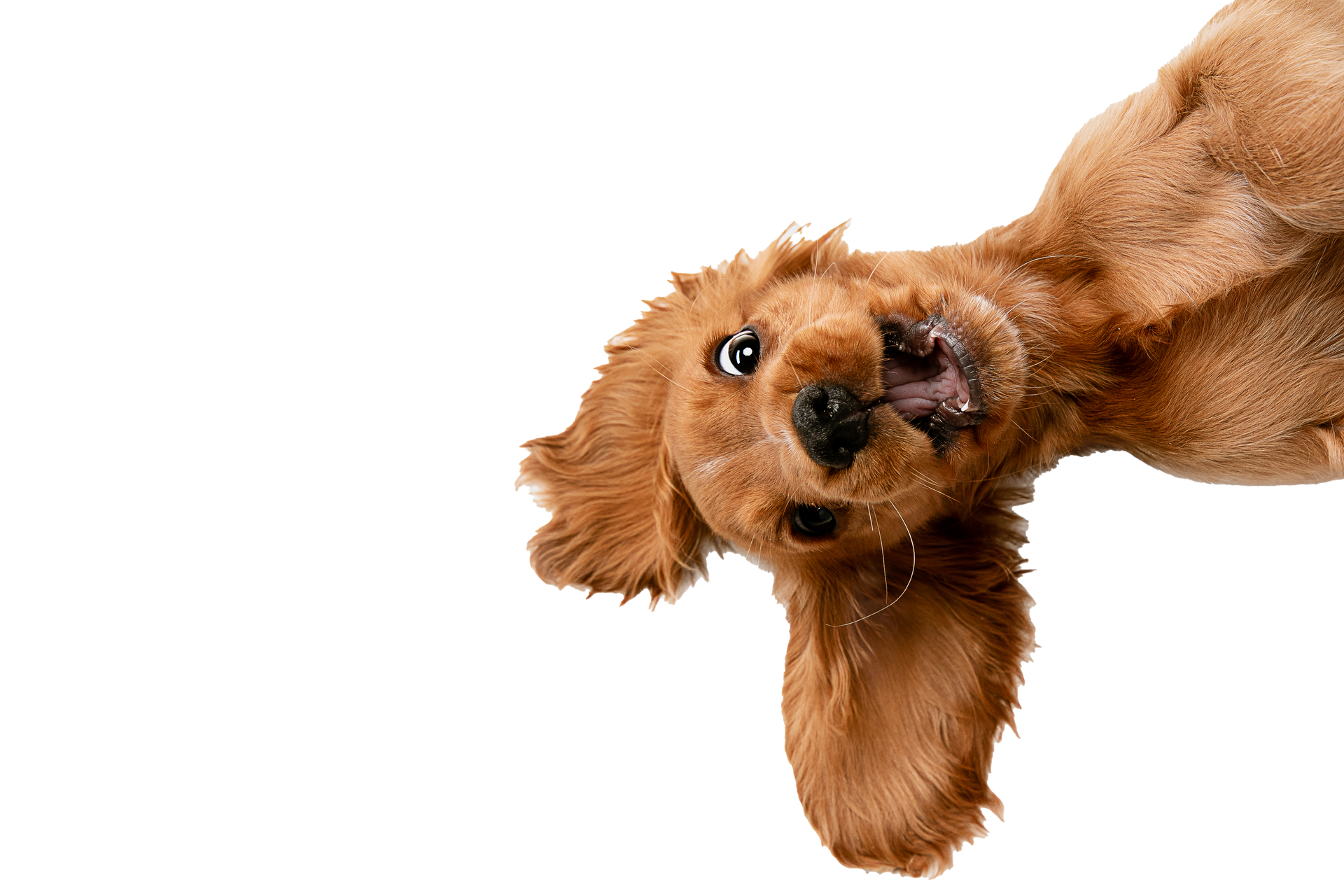 Groomed dog on Kitty's Dog Spa site