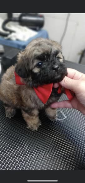 Groomed dog photo from Klassy Dog Home Grooming Salon