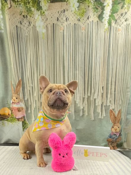 Lavish D'Tails Mobile Pet Grooming