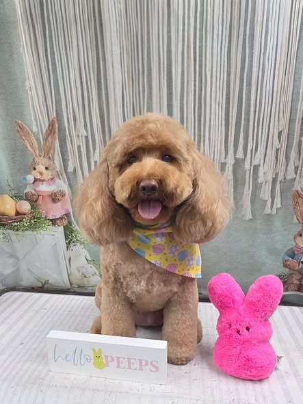 Small dog after mobile grooming by Lavish D'Tails