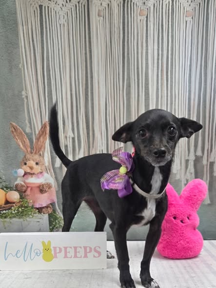 Freshly groomed pet from Lavish D'Tails Mobile Pet Grooming