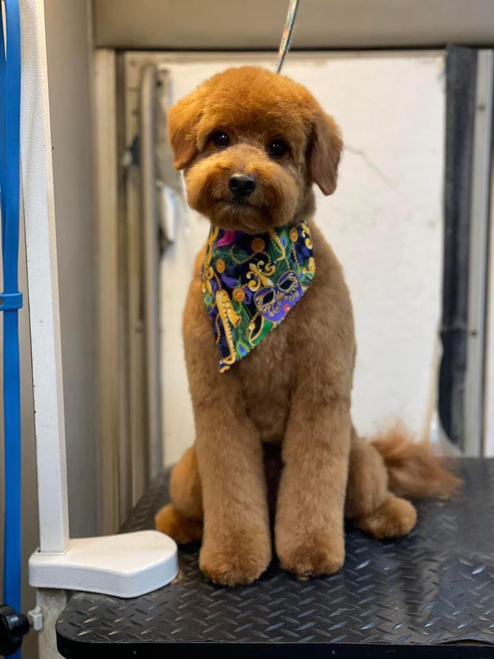 Lexi Lou's Grooming profile image