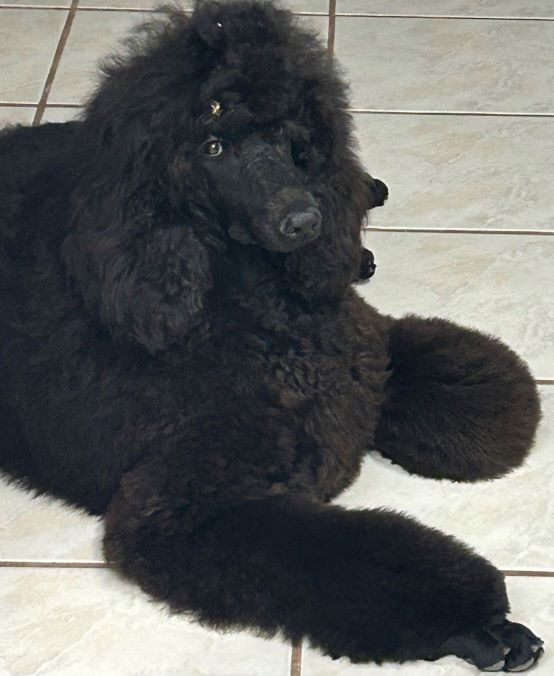 Dog grooming portfolio image from Linas Dog Grooming