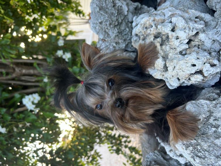 Pet grooming portfolio image from Linas Dog Grooming