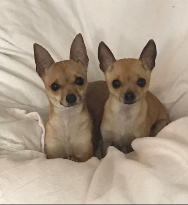 Dog grooming portfolio image from Linas Dog Grooming website