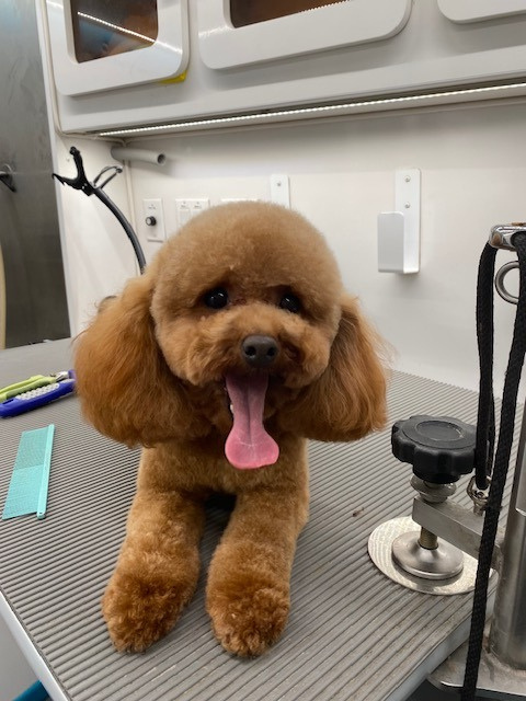 Little Paws Perfection