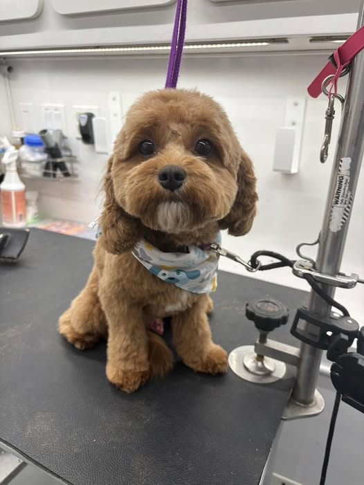 Recently groomed dog from Little River Mobile Grooming