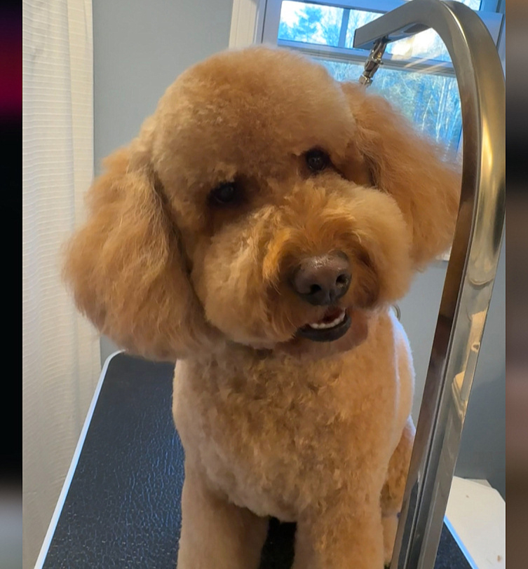 Live Love Groom full grooming image