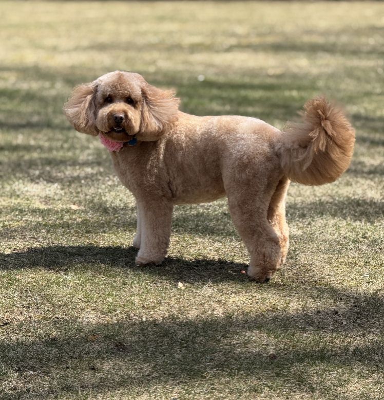 Dog nail clipping service image