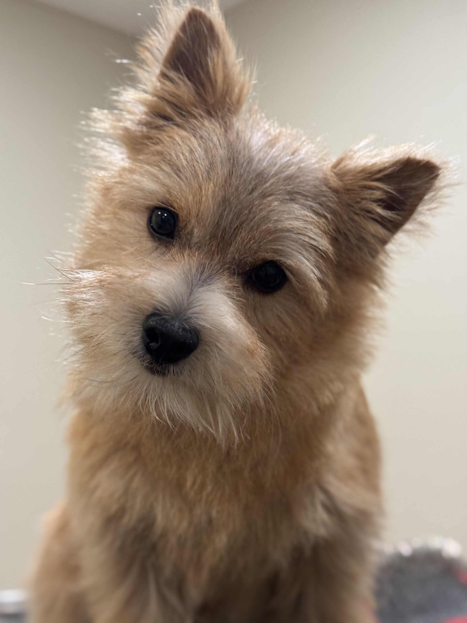 Hand stripping service example from Live Love Groom