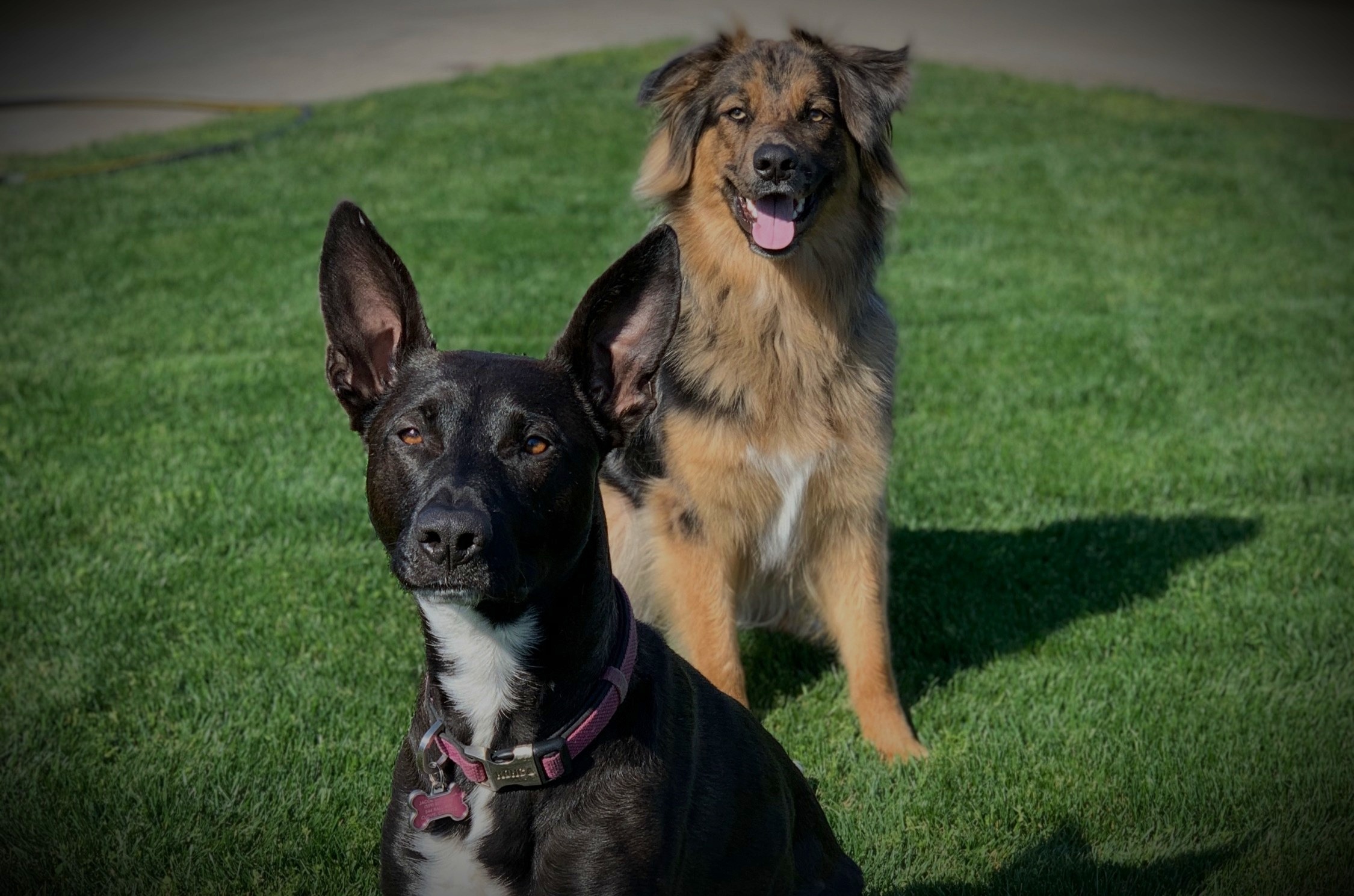 LivelyPets Mobile Grooming