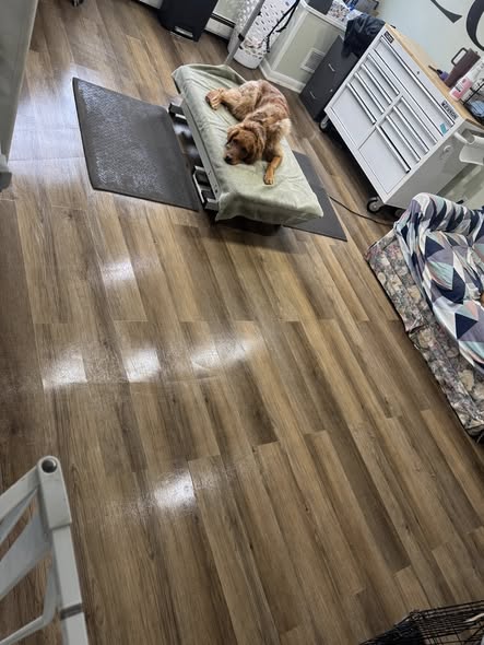 Dog grooming result from L&M Dog Grooming LLC