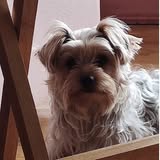 Recent groomed-pet photo from Lone Wolf Grooming