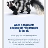 Lone Wolf Grooming client pet photo