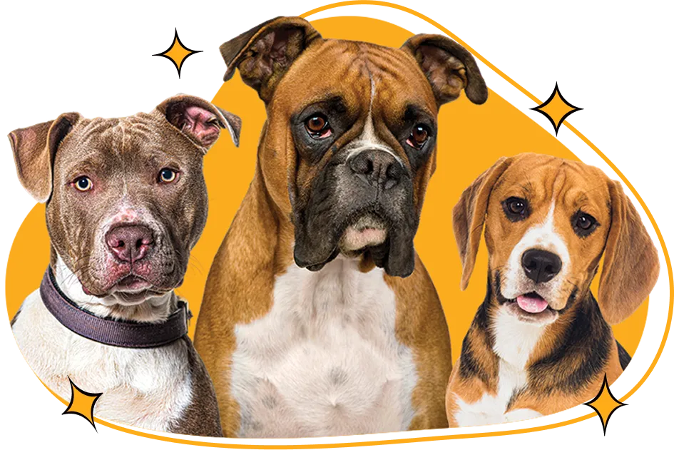 Short-coated dogs featured by Lucky Dog Mobile Groomers