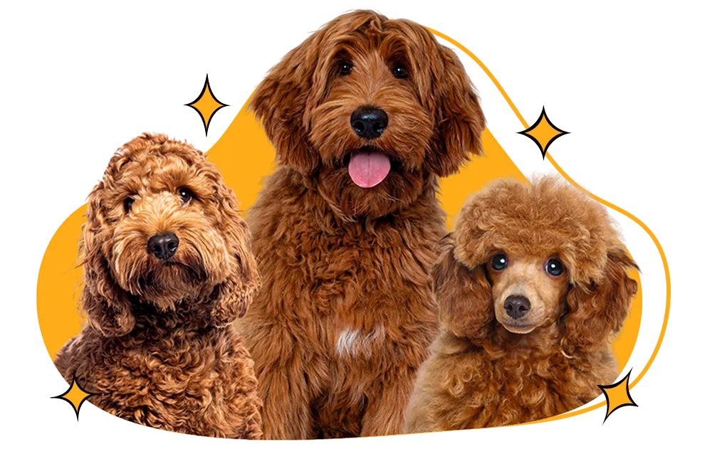 Doodles and poodles grooming image from Lucky Dog Mobile Groomers