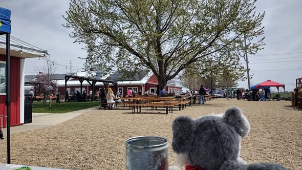 Dog photo from Lucky Dog Mobile Grooming