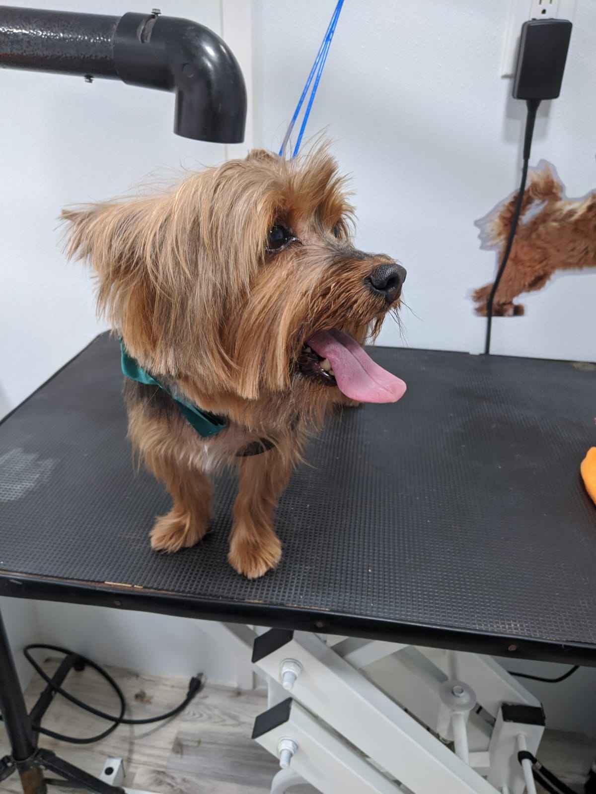 Lucy Style Pet Spa work sample image