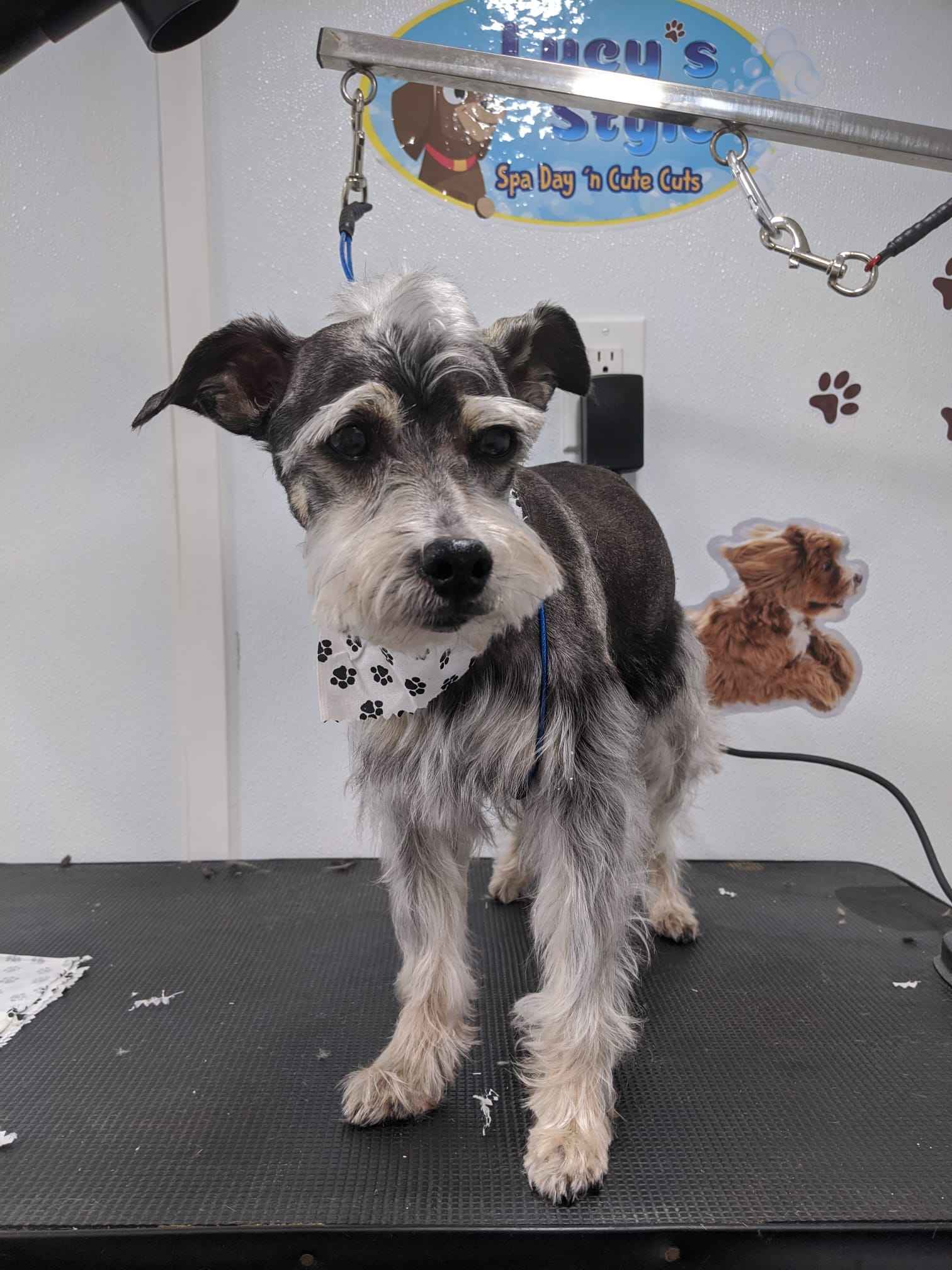 Another grooming work sample from Lucy Style Pet Spa