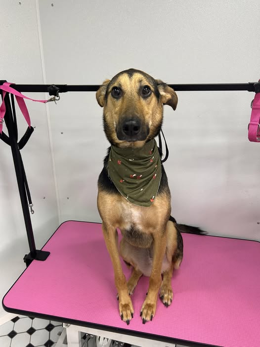 Recently groomed dog shared by Lu's Zoom & Groom LLC