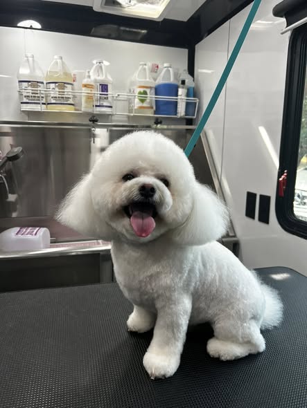 Lush Cuts Mobile Dog Grooming