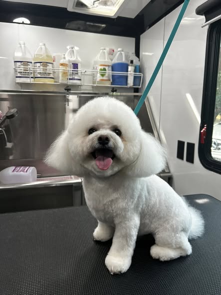Another freshly groomed dog from Lush Cuts Mobile Dog Grooming