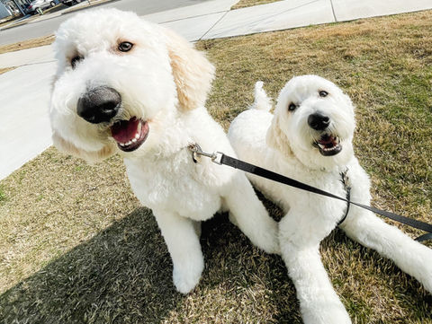 Two doodles after grooming by Lux Pup