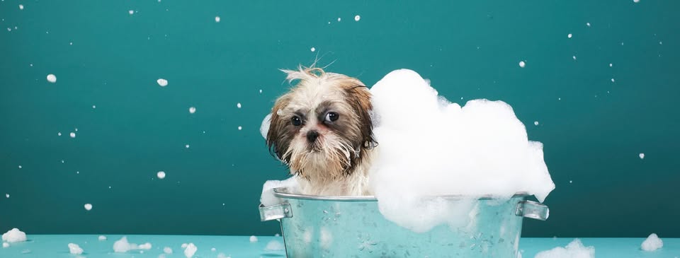 Luxe Mobile Pet Spa, llc