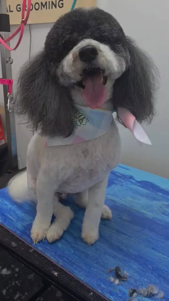 Magnolia Pet Spa LLC