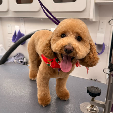 Groomed dog from Maple's Luxury Dog Spa gallery