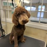 Marley & Co grooming result photo