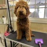 Another Marley & Co pet grooming photo