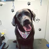 Groomed pet image from Master Cuts Mobile Pet Spa
