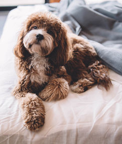 Groomed dog portrait from Maui Dog Grooming