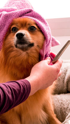 Styled dog from Maui Dog Grooming gallery