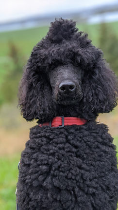 Finished groom result shown on Maui Dog Grooming website