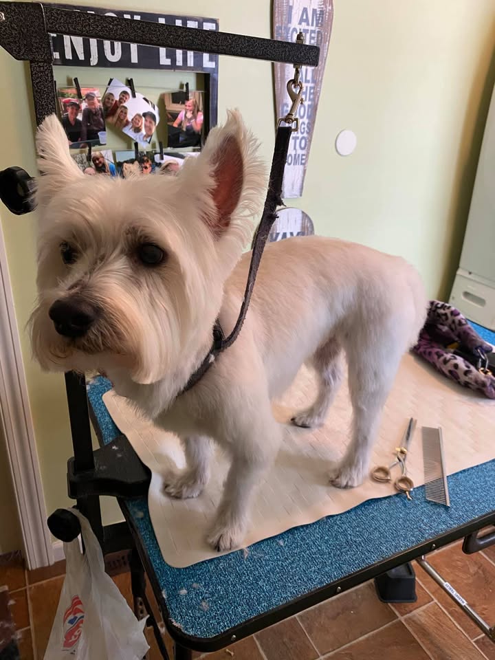 Megan's House Call Grooming