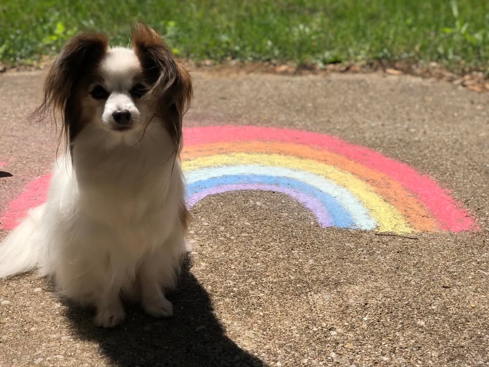 Megan's Mobile Grooming LLC gallery image 1