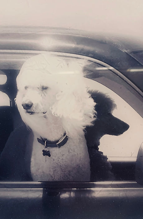 Megan's Mobile Grooming