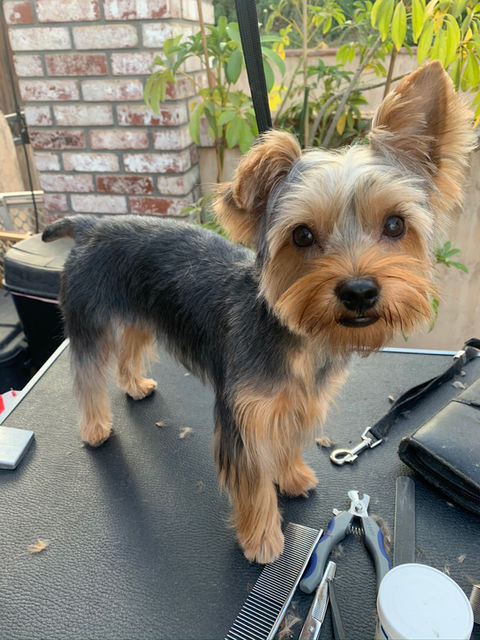 Groomed dog from Megan's Mobile Grooming gallery