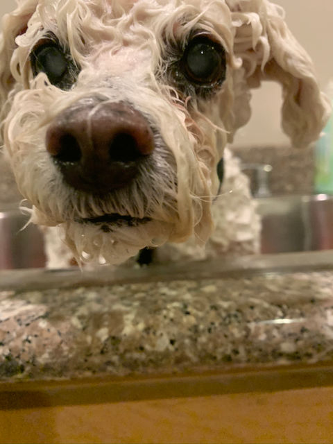 Dog haircut result from Megan's Mobile Grooming