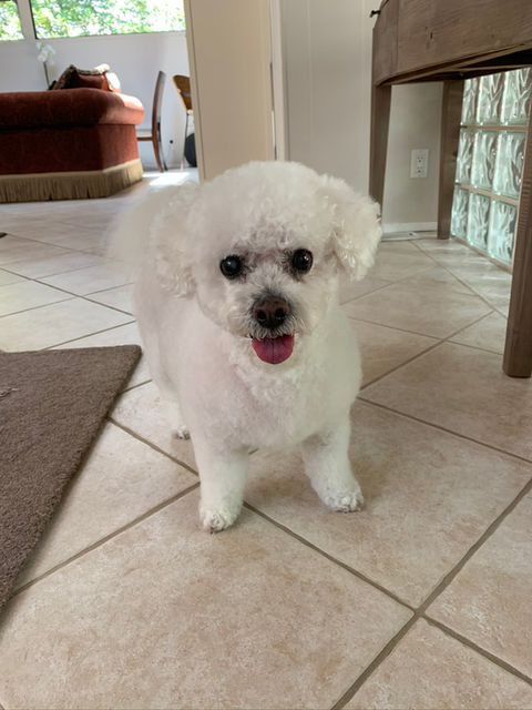 Styled dog from Megan's Mobile Grooming official gallery