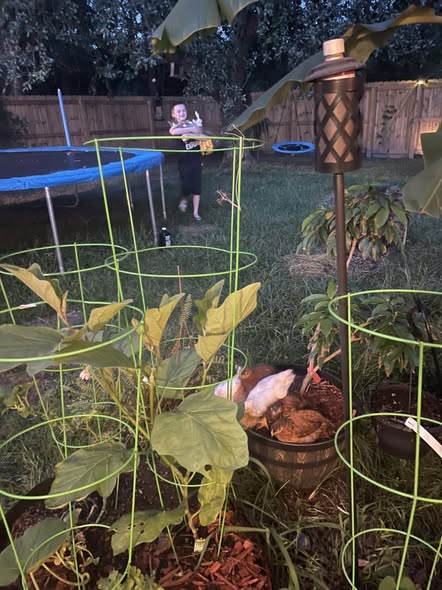 Additional grooming result photo from MeWow Mobile Pet Grooming